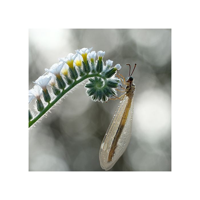 Fujifilm Fujinon XF 80mm F2.8 R LM OIS WR Macro Lens