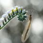 Fujifilm Fujinon XF 80mm F2.8 R LM OIS WR Macro Lens