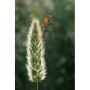 Fujifilm Fujinon XF 80mm F2.8 R LM OIS WR Macro Lens