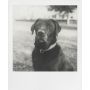 Polaroid B&W SX-70 Film